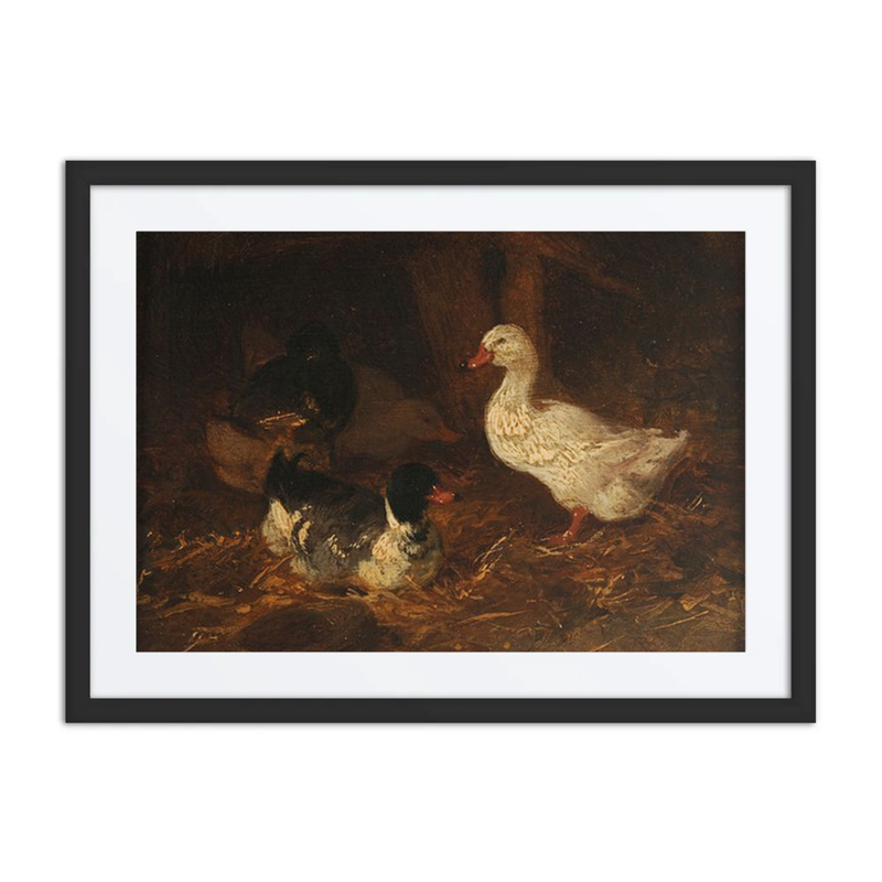 Ducks in a Farmyard