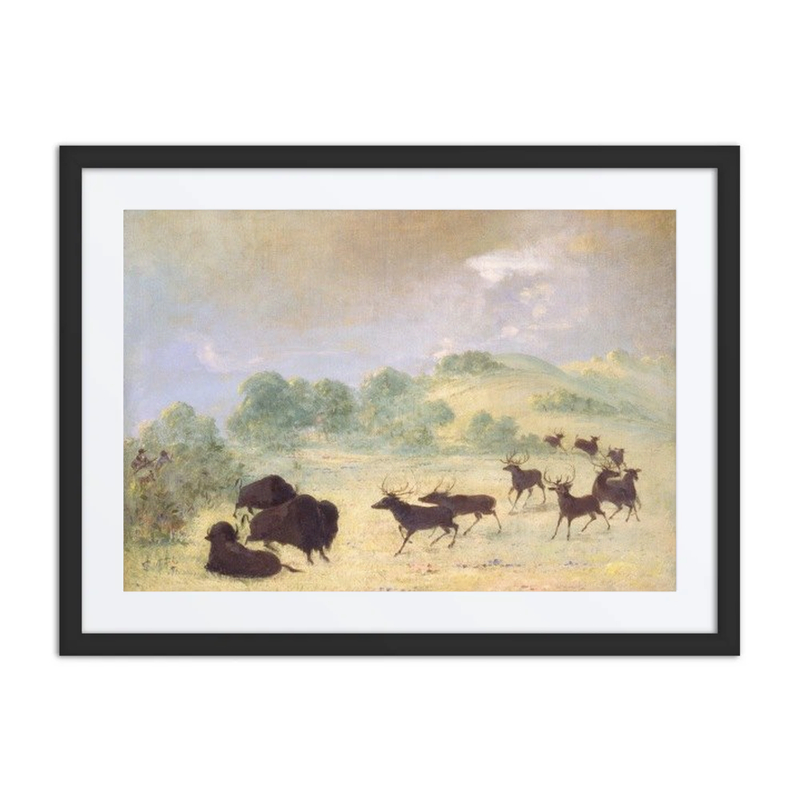 Elk and Buffalo Making Acquaintance, Texas