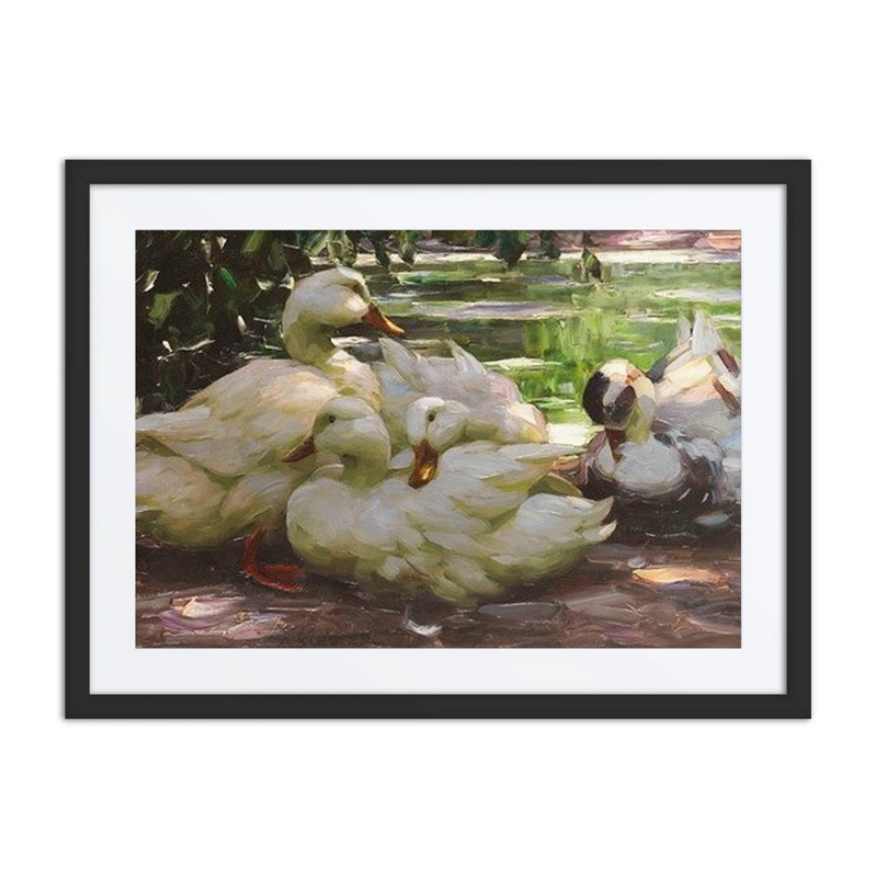 Enten Am Ufer