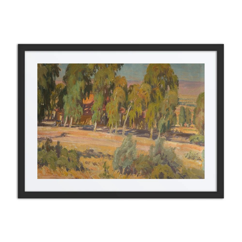 Eucalyptus Trees in Upper Galilee