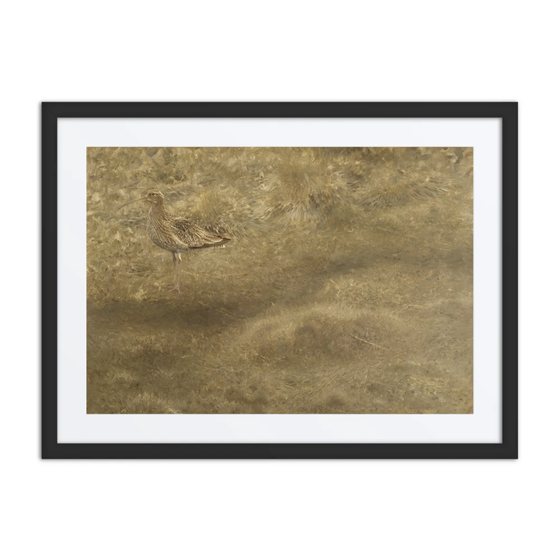 Eurasian Curlew