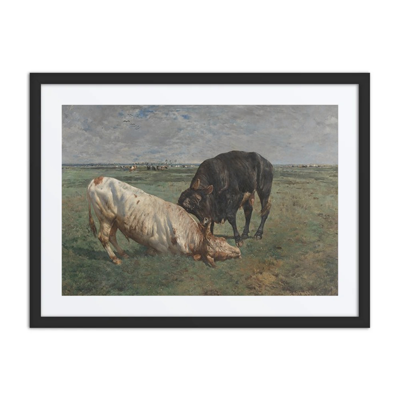 Fight Between Two Young Bulls