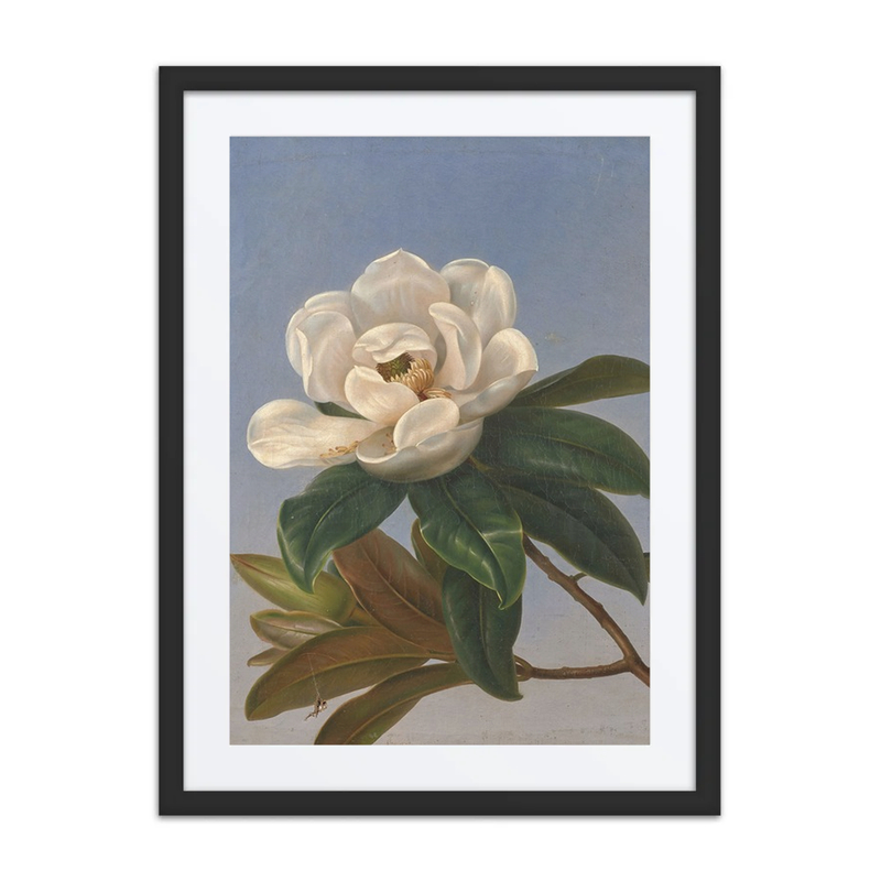 Fleur de Magnolia