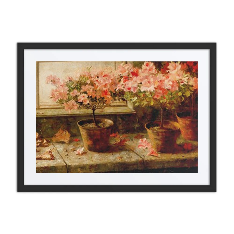 Flowering Azaleas