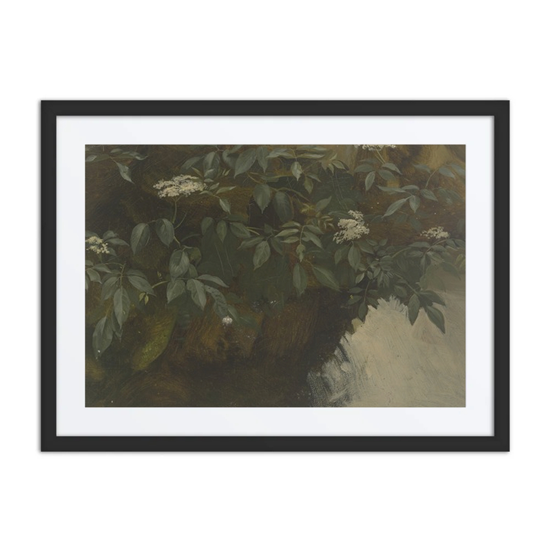 Flowering Elderberry