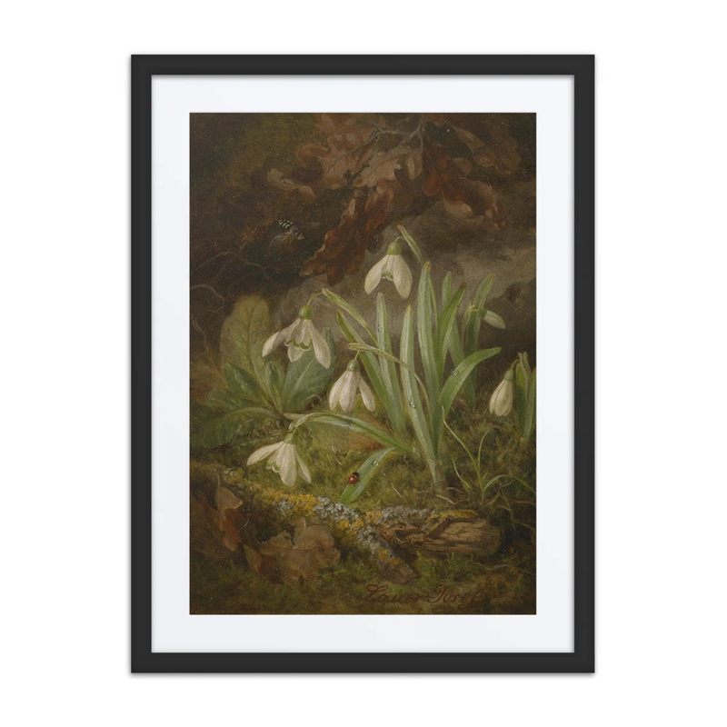 Forest Floor with Snowdrops