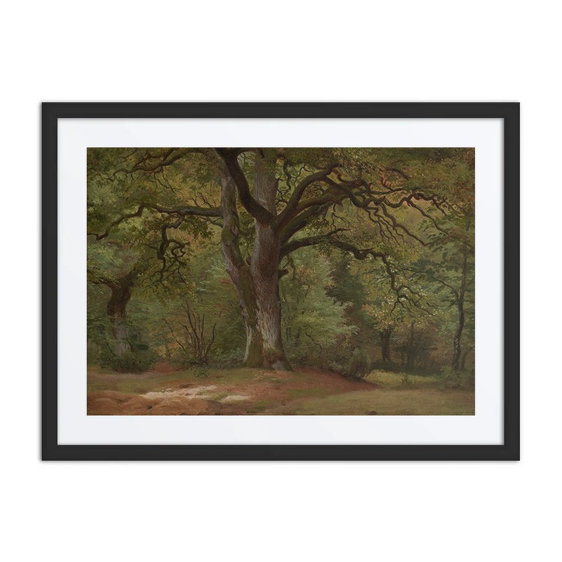 Forest in Solling