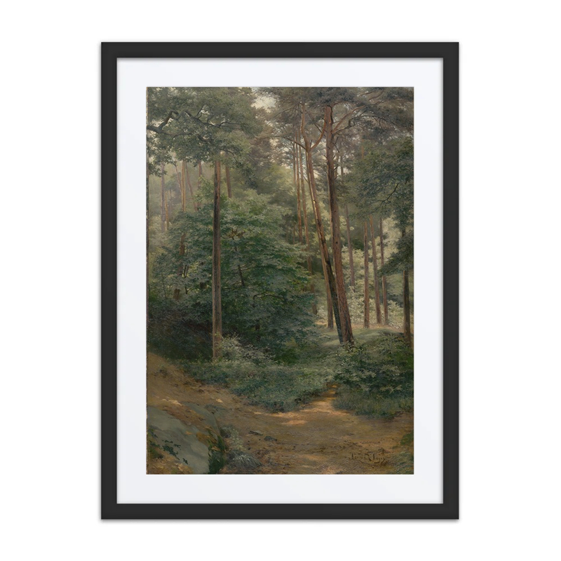Forest Interior