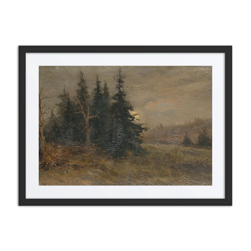 Forest Landscape