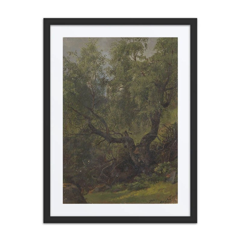 Forest Study from Numedal