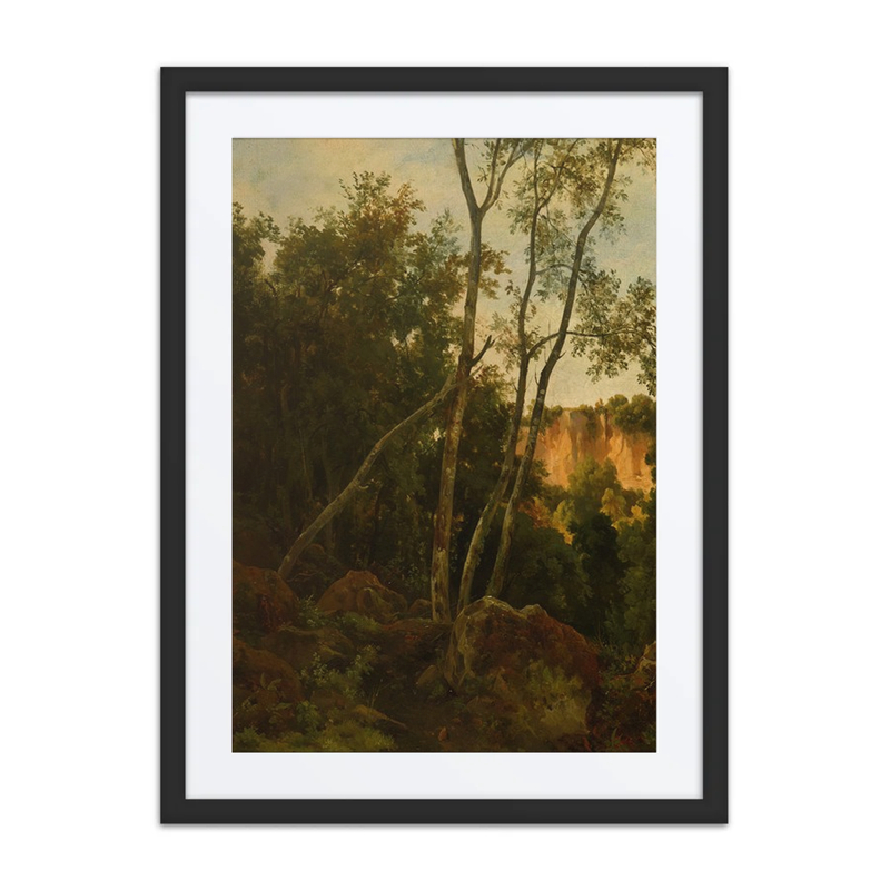 Forest with Rocks