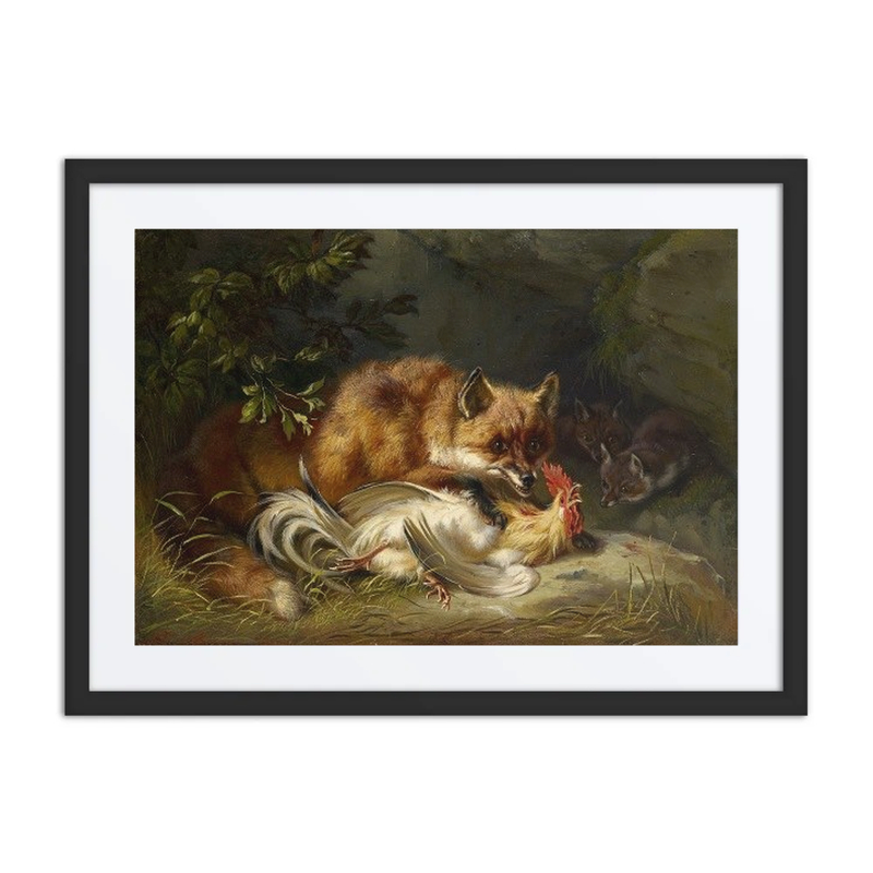 Fox Attacking a Cock