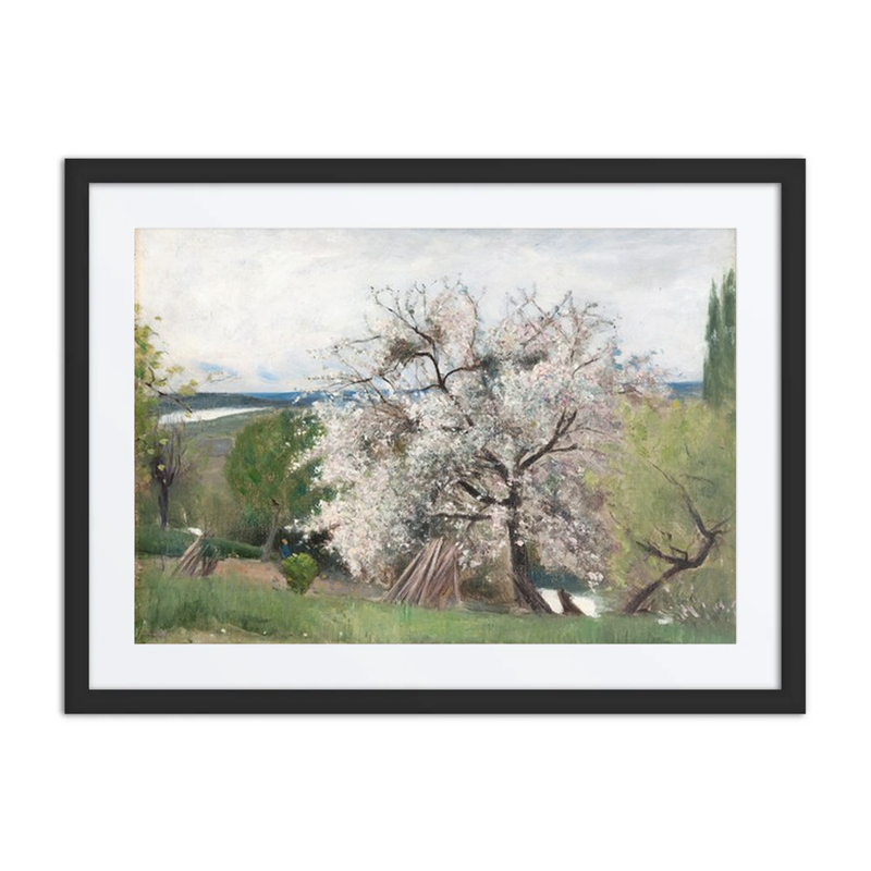 Fruit Tree in Blossom