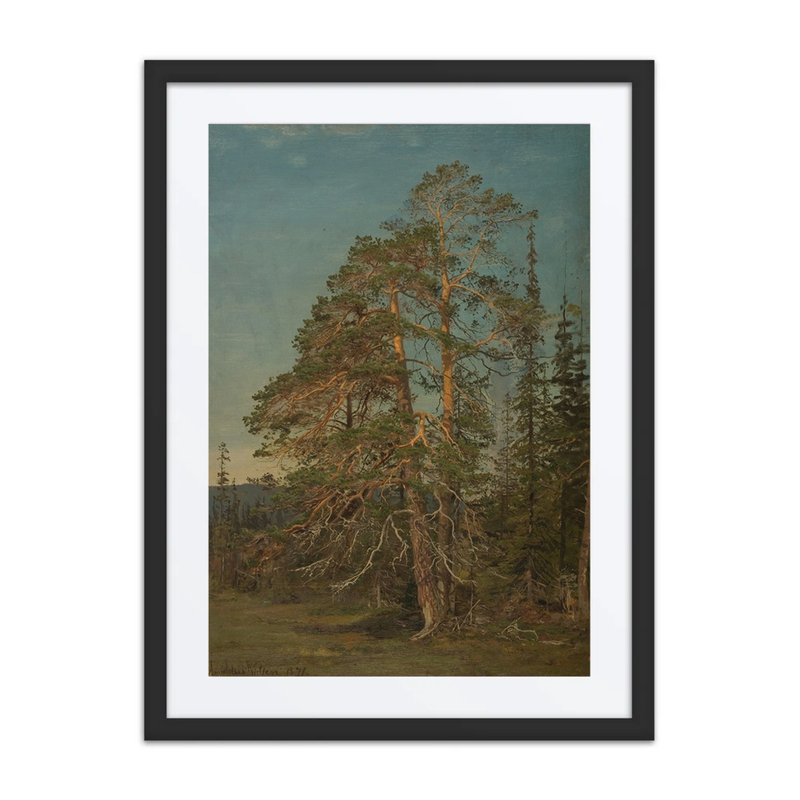 Furuer, Levanger