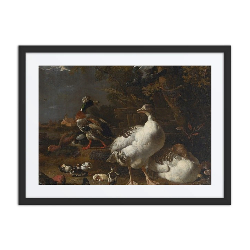 Geese and Ducks
