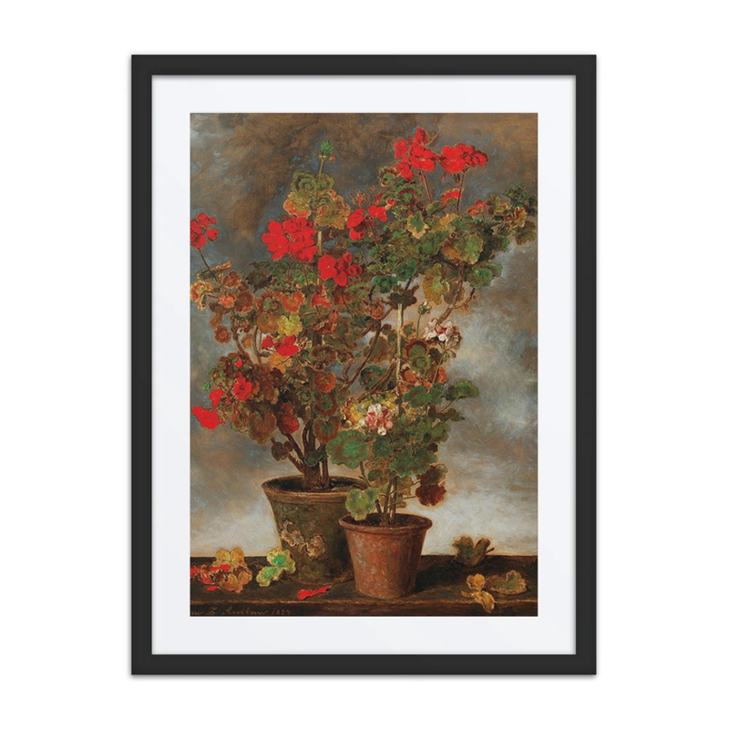 Geraniums
