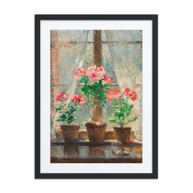 Geraniums