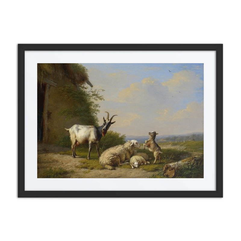 Goats and Sheep
