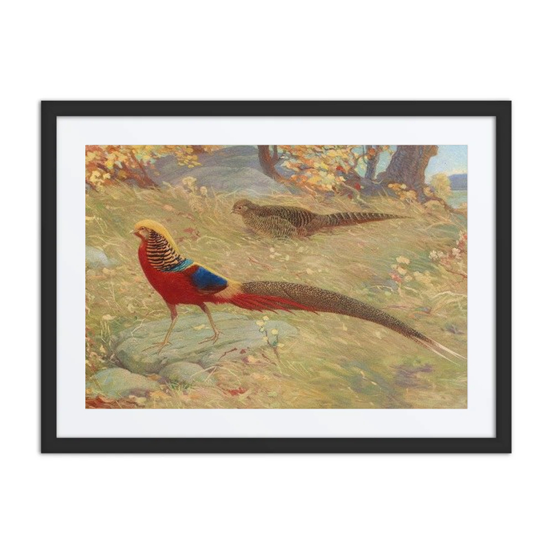 Golden Pheasants