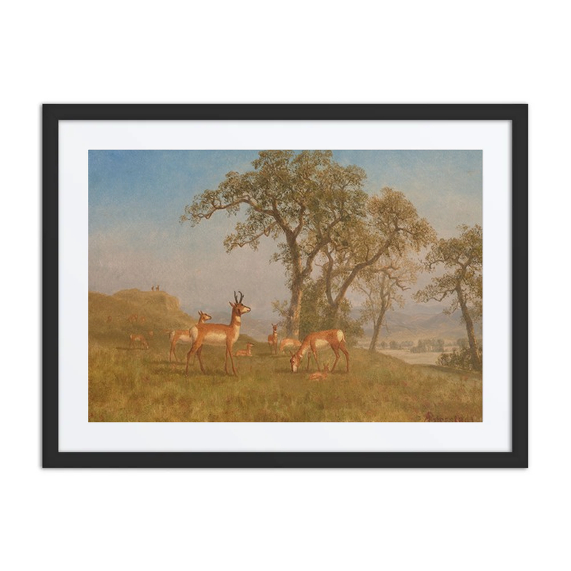 Grazing Antelope