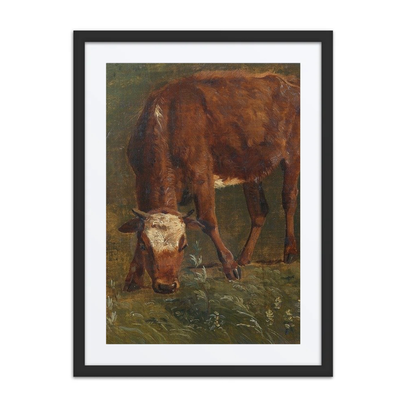 Grazing Red Heifer