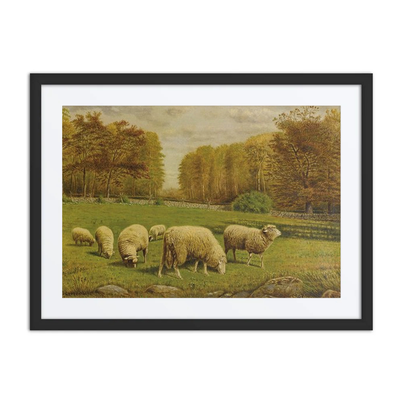 Grazing Sheep