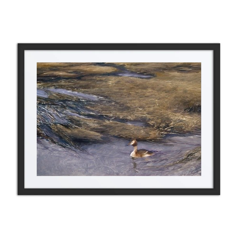 Grebe