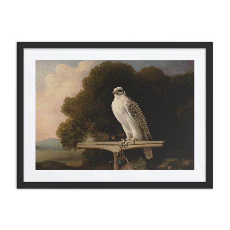 Greenland Falcon