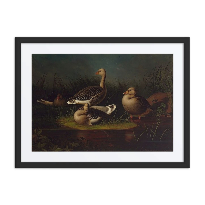Greylag Geese
