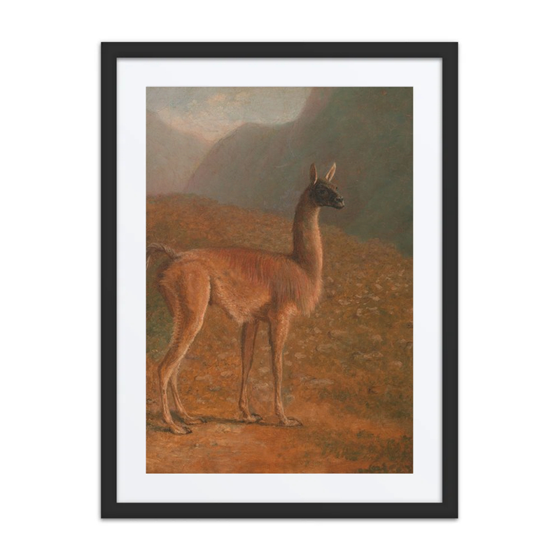 Guanaco