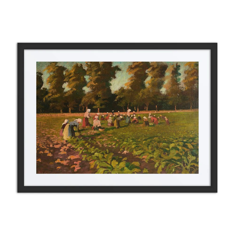 Harvesting Beetroots