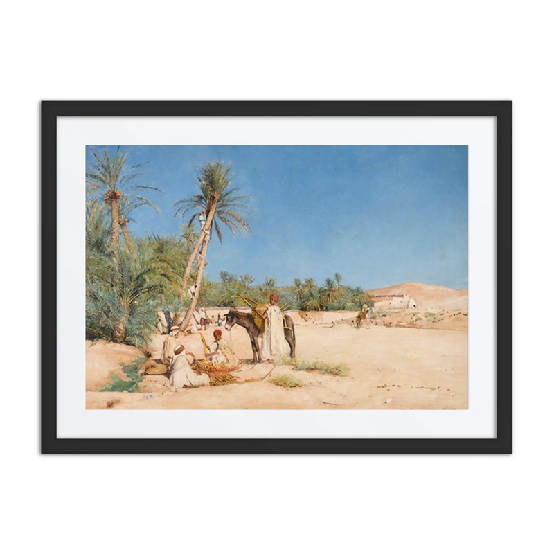 Harvesting Dates in Chetma