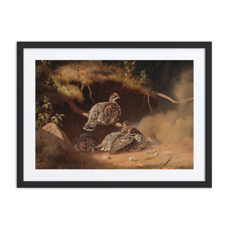 Hazel Grouse Wallowing