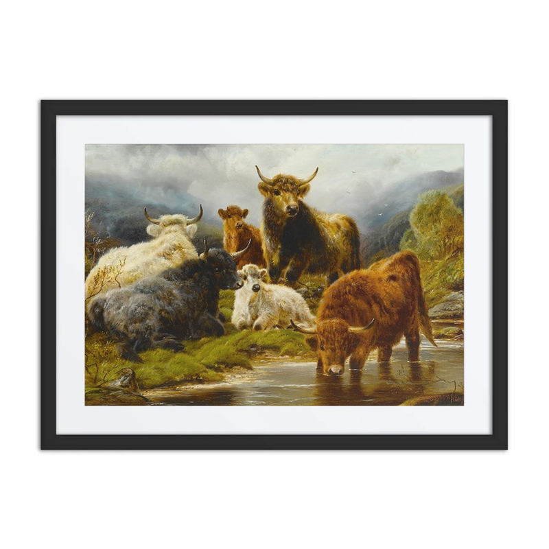 Highland Cattle by a Stream