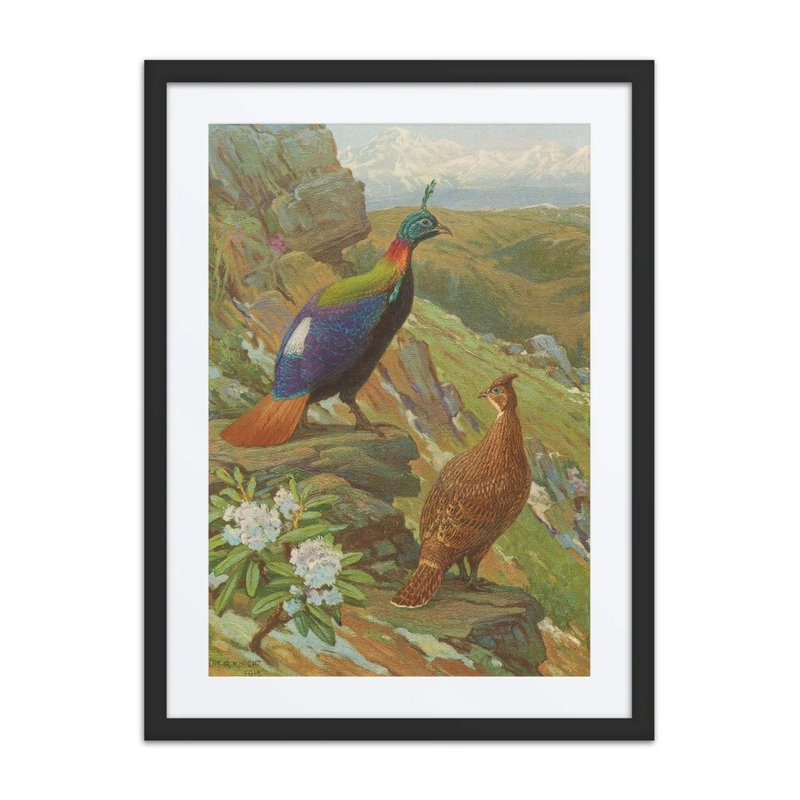 Himalayan Impeyan Pheasant