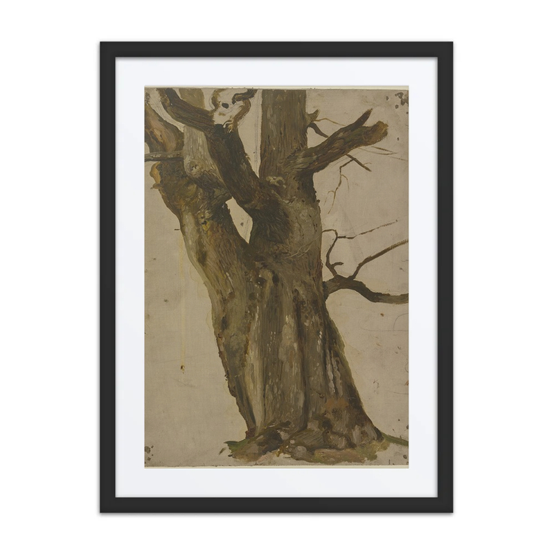 Hollow Tree Trunk Study