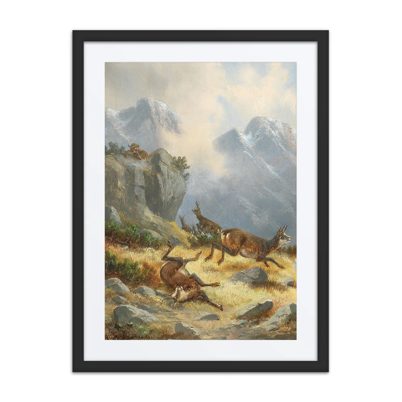 Hunting Chamois