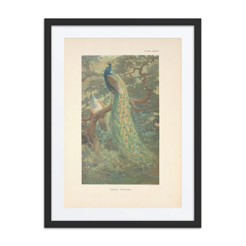 Indian Peafowl