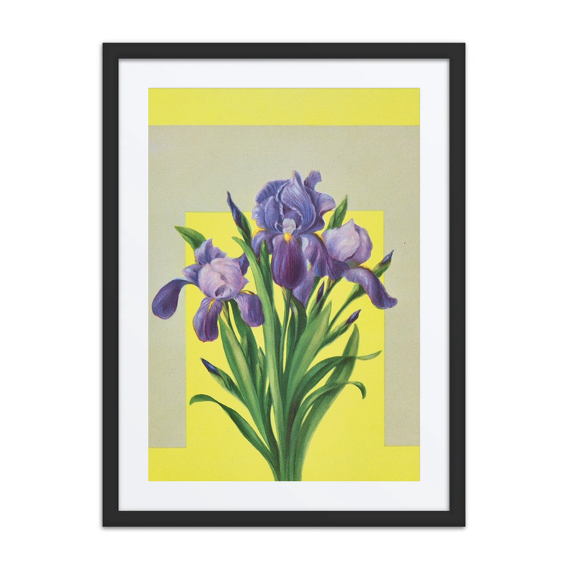 Iris
