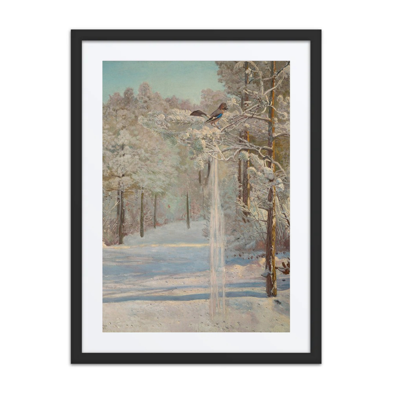 Jay in Winter