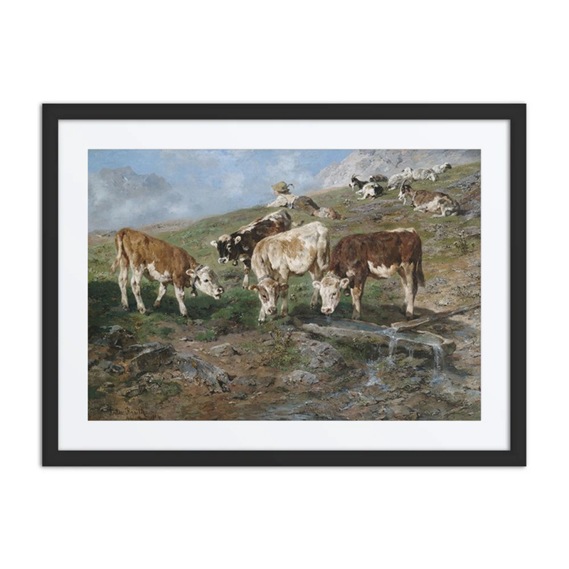 Jungvieh Am Klausenpass