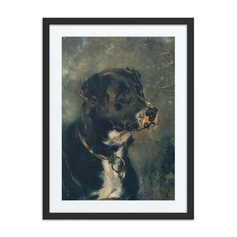 Kopf Eines Fleischerhundes Hundekopf