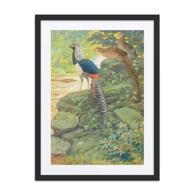 Lady Amherst Pheasant