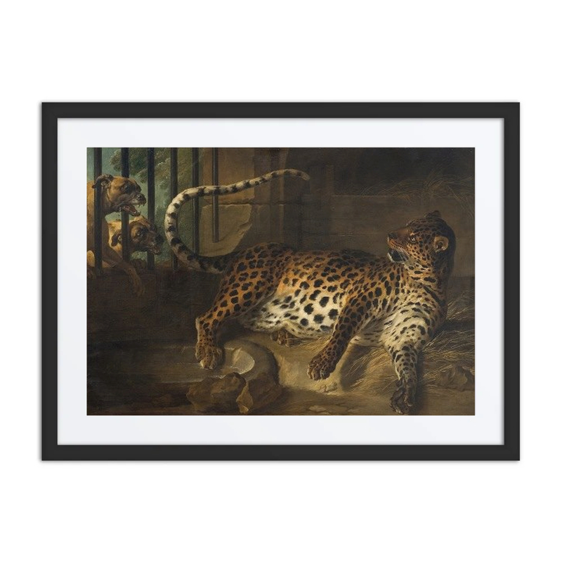 Leopard and Mastiffs in a Cage