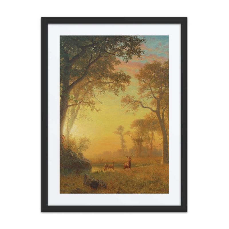 Light in the Forest