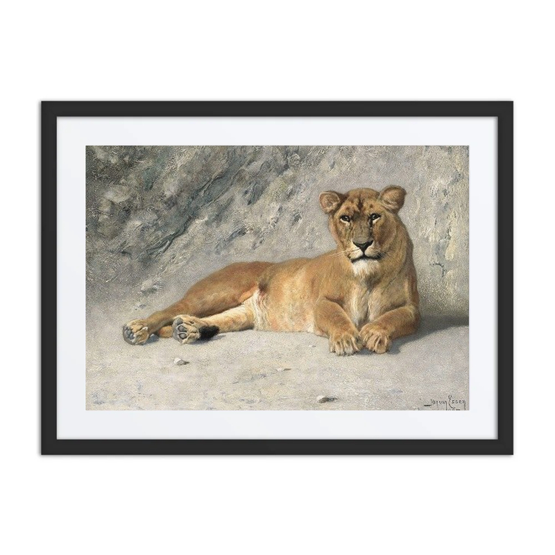 Lioness Resting