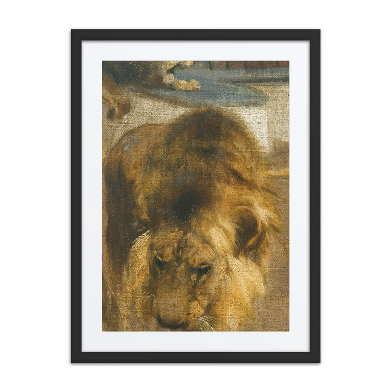 Lions in Captivity