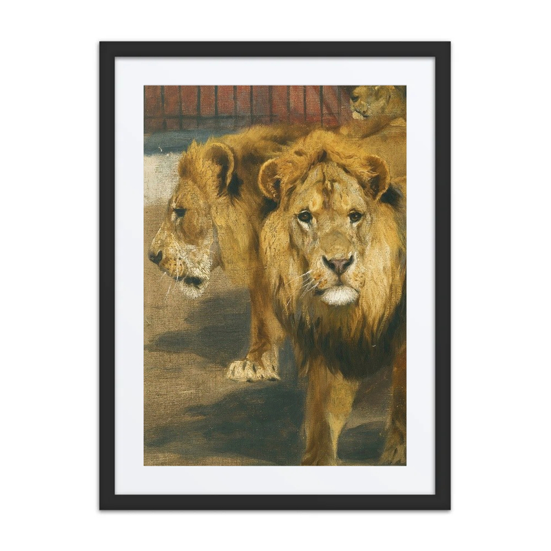 Lions