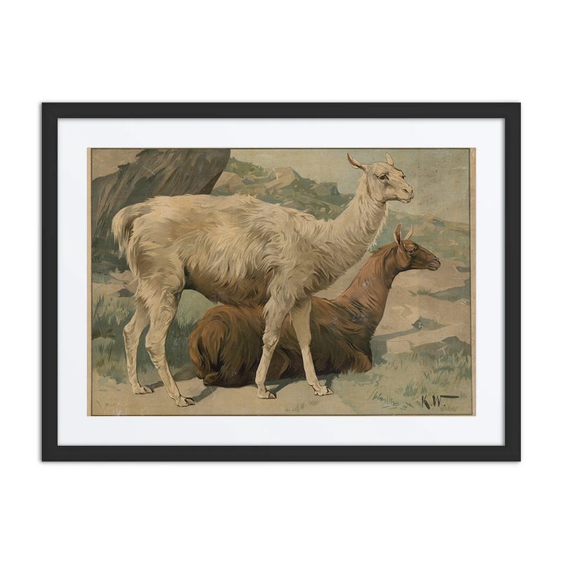 Llamas