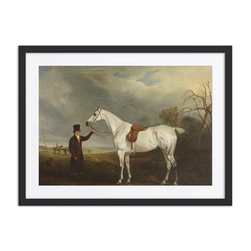 Lord Howe’s Groom with Gray Hunter